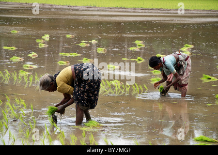 Signora gli agricoltori la coltivazione di nuove piante di riso nelle risaie,tamilnadu,l'india,asia Foto Stock