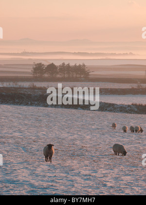 Pecore nei campi coperti di neve, Cornwall, Regno Unito Foto Stock