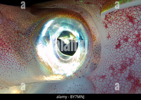 Ritratto del reef Bigfin squid (Sepioteuthis lessoniana) Foto Stock