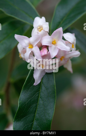 Daphne bhoula Jacqueline Postill Foto Stock