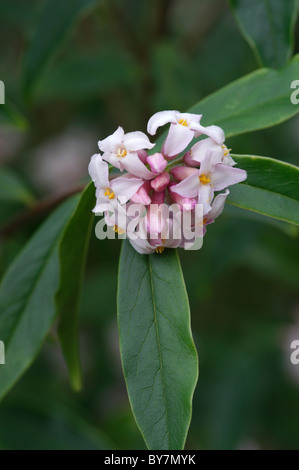 Daphne bhoula Jacqueline Postill Foto Stock