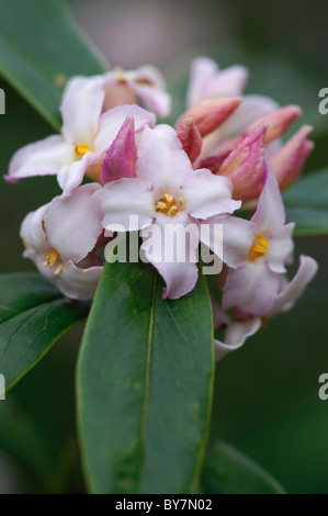 Daphne bhoula Jacqueline Postill Foto Stock