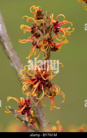 Hamamelis x intermedia un tizzone Foto Stock