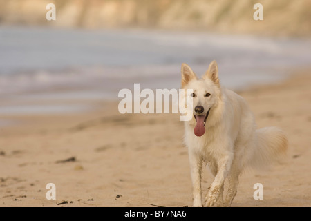 Bianco Pastore Tedesco Foto Stock