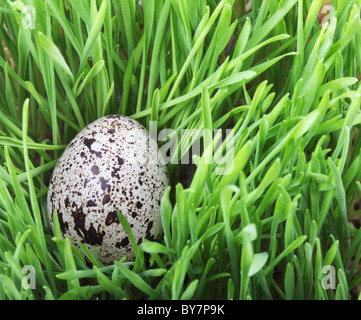 Uovo di quaglia in erba verde Foto Stock