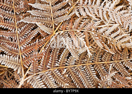 Bracken lascia coperto di brina. Foto Stock