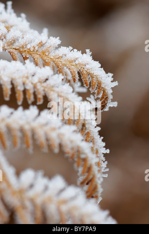 Bracken lascia coperto di brina. Foto Stock