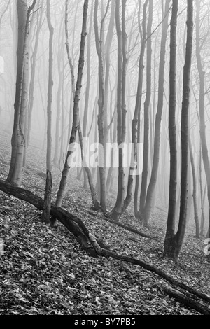 Bosco di sicomoro scena nella nebbia meteo. In bianco e nero Foto Stock