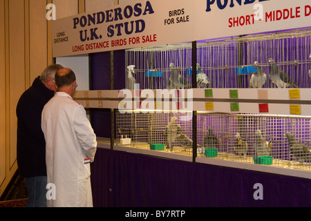 British Racing piccioni presso British Homing mostra mondiale dell'anno a Blackpool, Lancashire 2011 Foto Stock