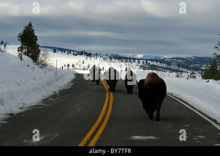 Bison herd camminando sulla strada. Parco Nazionale di Yellowstone, Wyoming negli Stati Uniti. Foto Stock