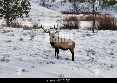 Una bull elk in piedi nella neve. Parco Nazionale di Yellowstone, Wyoming negli Stati Uniti. Foto Stock