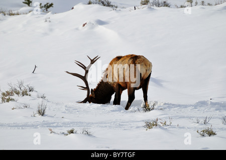 Un toro alci pascolare in neve. Parco Nazionale di Yellowstone, Wyoming negli Stati Uniti. Foto Stock