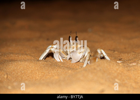 Granchio di mare mascherati nella sabbia. Granchio di mare vicino fino Foto Stock