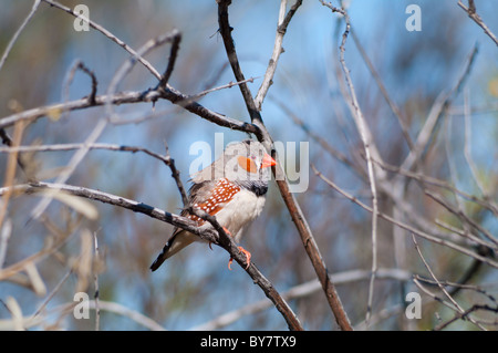 Maschi selvatici Zebra Finch (Taeniopygia guttata), outback Australia Foto Stock