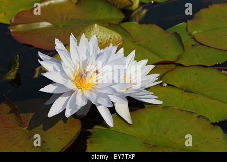 Due white water lilies in grandi coriacee in una giornata di sole Foto Stock