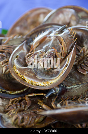 Granchio a ferro di cavallo in vendita a Patong Beach Phuket Thailandia - un esempio dello strano o strano cibo mangiato dalle persone di tutto il mondo Foto Stock