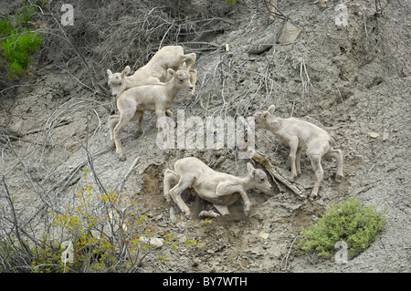 Bighorn agnelli a giocare nelle Montagne Rocciose. Foto Stock