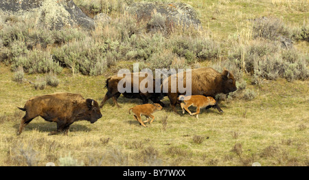 Bufalo americano di madri e neonati in esecuzione. Foto Stock