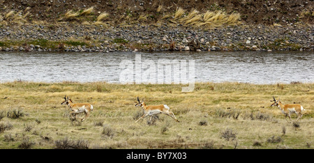 Pronghorn che corre lungo il fiume di Lamar nel Parco Nazionale di Yellowstone. Foto Stock