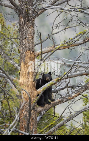 Black Bear alta in un albero a Yellowstone. Foto Stock