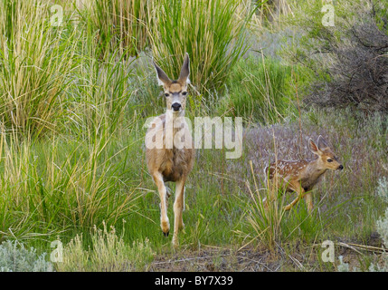 Mule Deer madre muovendo rapidamente con cerbiatti. Foto Stock