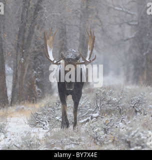 Bull Moose avvicinamento durante la tempesta di neve in un vecchio-foresta nel Parco Nazionale di Grand Teton. Foto Stock