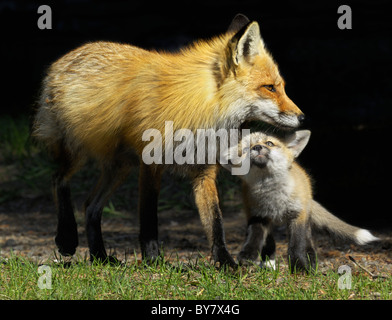 Red Fox baby cercando di ottenere la madre l'attenzione. Foto Stock