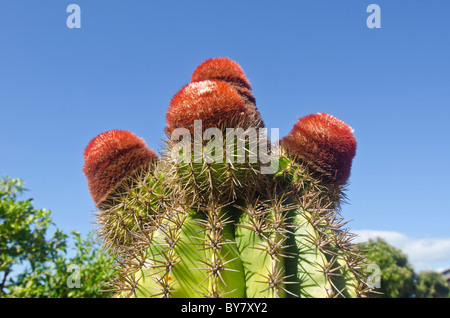 Turks Head cactus con red fez caps sull isola caraibica di Antigua Foto Stock