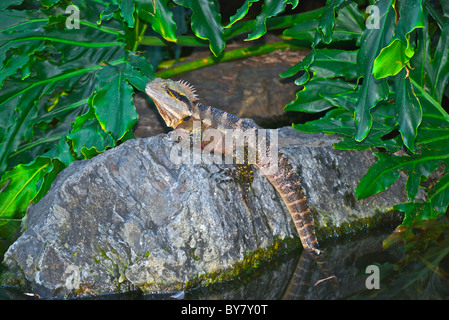 Acqua orientale dragon ( (Physignathus lesueurii) crogiolarvi al sole su una roccia nei pressi di un impianto di monstera, Australia. Foto Stock