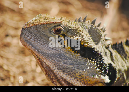 Colpo alla testa di un acqua orientale dragon ( (Physignathus lesueurii) Australia. Foto Stock