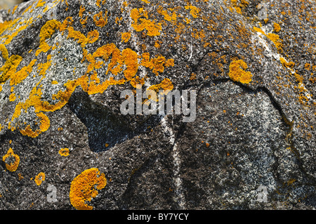 Lichen arancio comune, noto anche come scala gialla, lichen marino, o lichen costiero, xanthoria parietina. Cresce su roccia vicino al mare nel Maine, Stati Uniti. Foto Stock