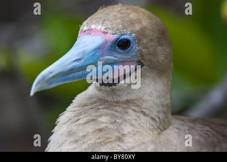 Gli uccelli Red Footed Booby Sula sula Genovesa Darwin Bay le isole Galapagos Foto Stock