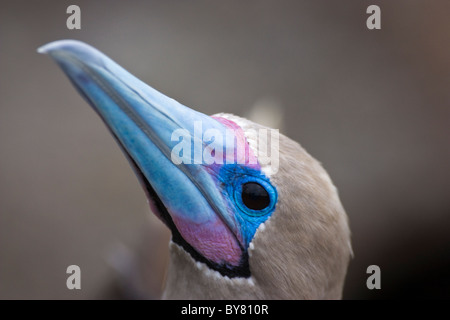 Gli uccelli Red Footed Booby Sula sula Genovesa Darwin Bay le isole Galapagos Foto Stock