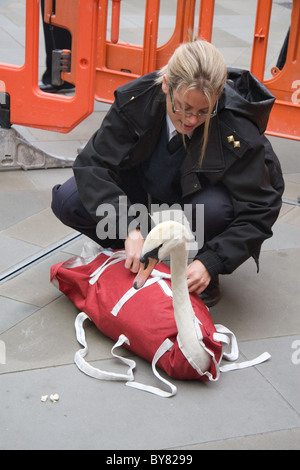 RSPCA protezione animale officer il salvataggio di un cigno da Southmead shopping centre, bagno, REGNO UNITO Foto Stock