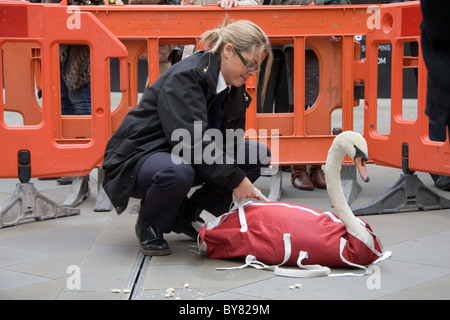 RSPCA protezione animale officer il salvataggio di un cigno da Southmead shopping centre, bagno, REGNO UNITO Foto Stock