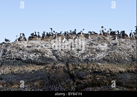 Imperial shags (Phalacrocorax atriceps) gruppo di nesting Tuckers isolette Whiteside Canal Tierra del Fuego Patagonia Cile Foto Stock