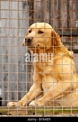 Un dorato o giallo Labrador stava aspettando il suo proprietario nella sua gabbia Foto Stock