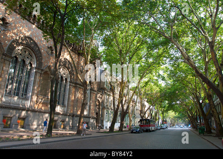 Ombreggiata strada di città con i grandi alberi Foto Stock
