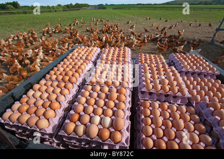 Mattina raccolta uova free-range organico gregge di pollo Foto Stock