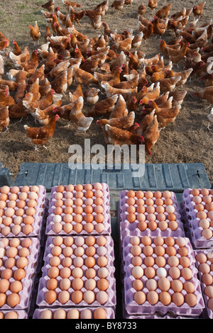 Mattina raccolta uova free-range organico gregge di pollo Foto Stock