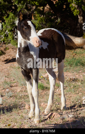 Pinto Mustang puledro, Placitas, Nuovo Messico Foto Stock