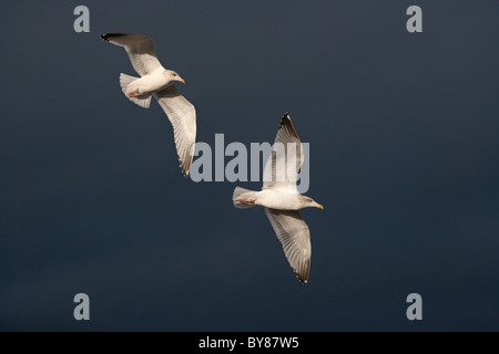 Aringhe Gulls Larus argentatus in volo contro un cielo tempestoso sopra il Mare del Nord Norfolk Foto Stock