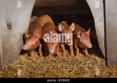 Tamworth suinetti guardando dal capannone entrata su smallholding Foto Stock