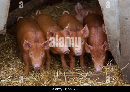 Tamworth suinetti guardando dal capannone entrata su smallholding Foto Stock
