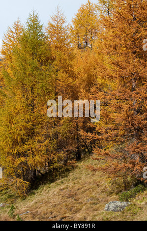 Colori dell'autunno in Trentino Alto Adige Italia Foto Stock
