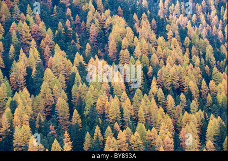 Colori dell'autunno in Trentino Alto Adige Italia Foto Stock