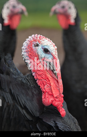 Ritratto di Norfolk nero sulla Turchia smallholding Foto Stock