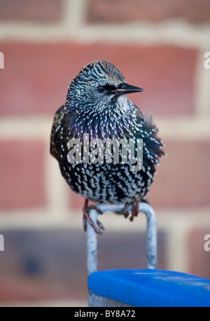 Starling Sturnus vulgaris profilo del singolo adulto in ambiente urbano Hampshire, Regno Unito Foto Stock