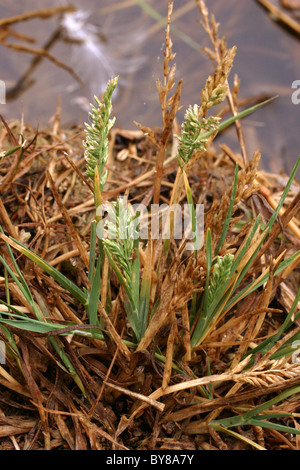 Saltmarsh rigide-erba / British Alkaligrass (Puccinellia rupestris : Poaceae), UK. Foto Stock