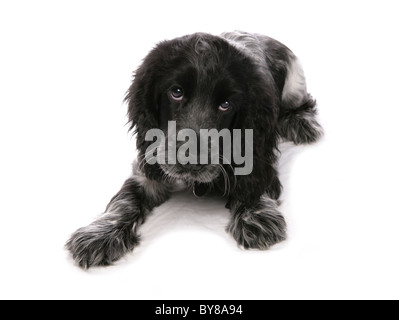 Cocker Spaniel singolo giovane femmina giacente in studio REGNO UNITO Foto Stock